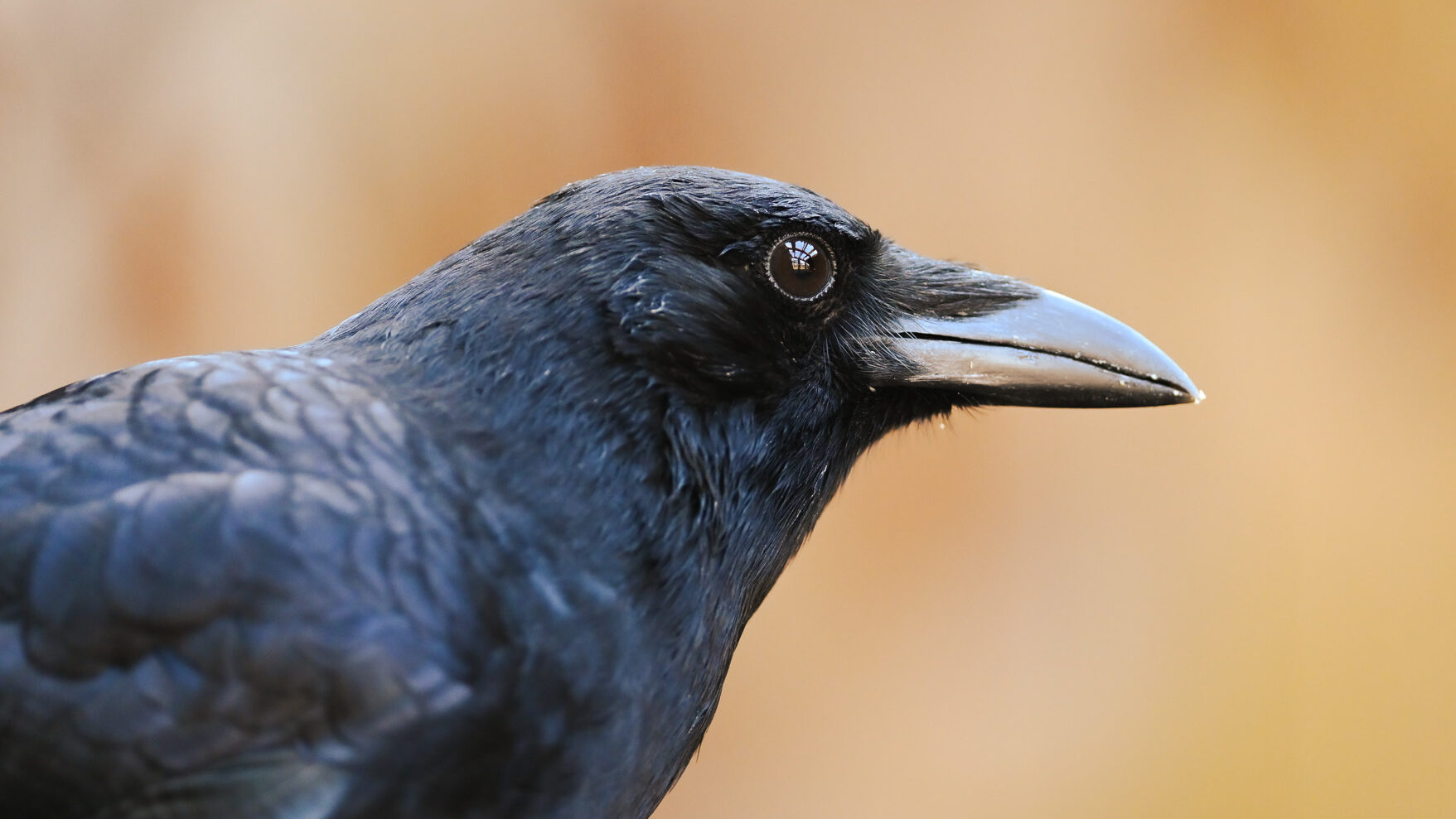 A black crow looks to the right in front of a blurred orange background
