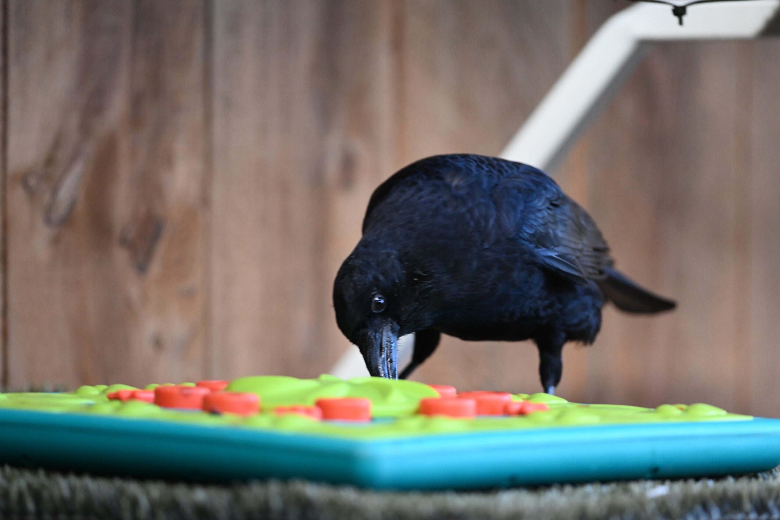 Lenny the Crow working on a puzzle