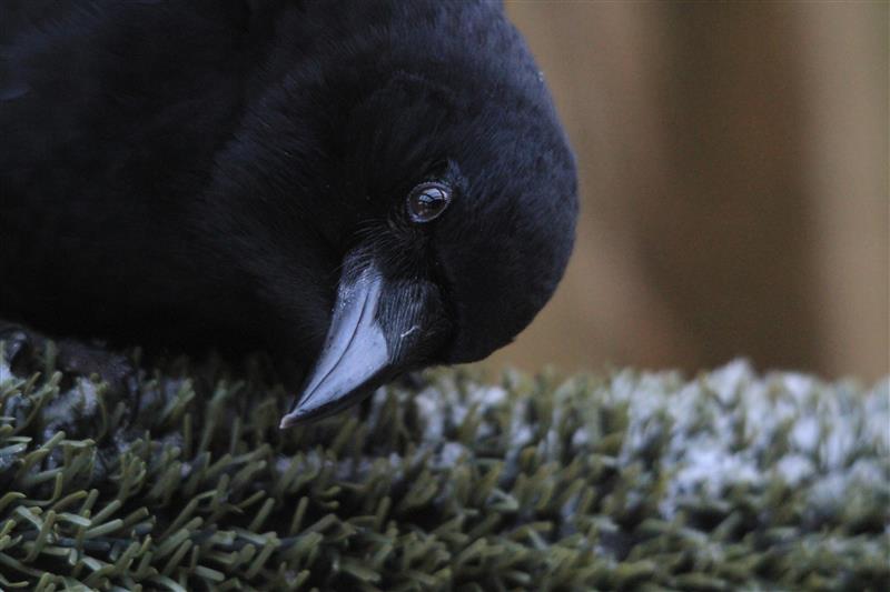 A close up of a crow with his head turned downwards