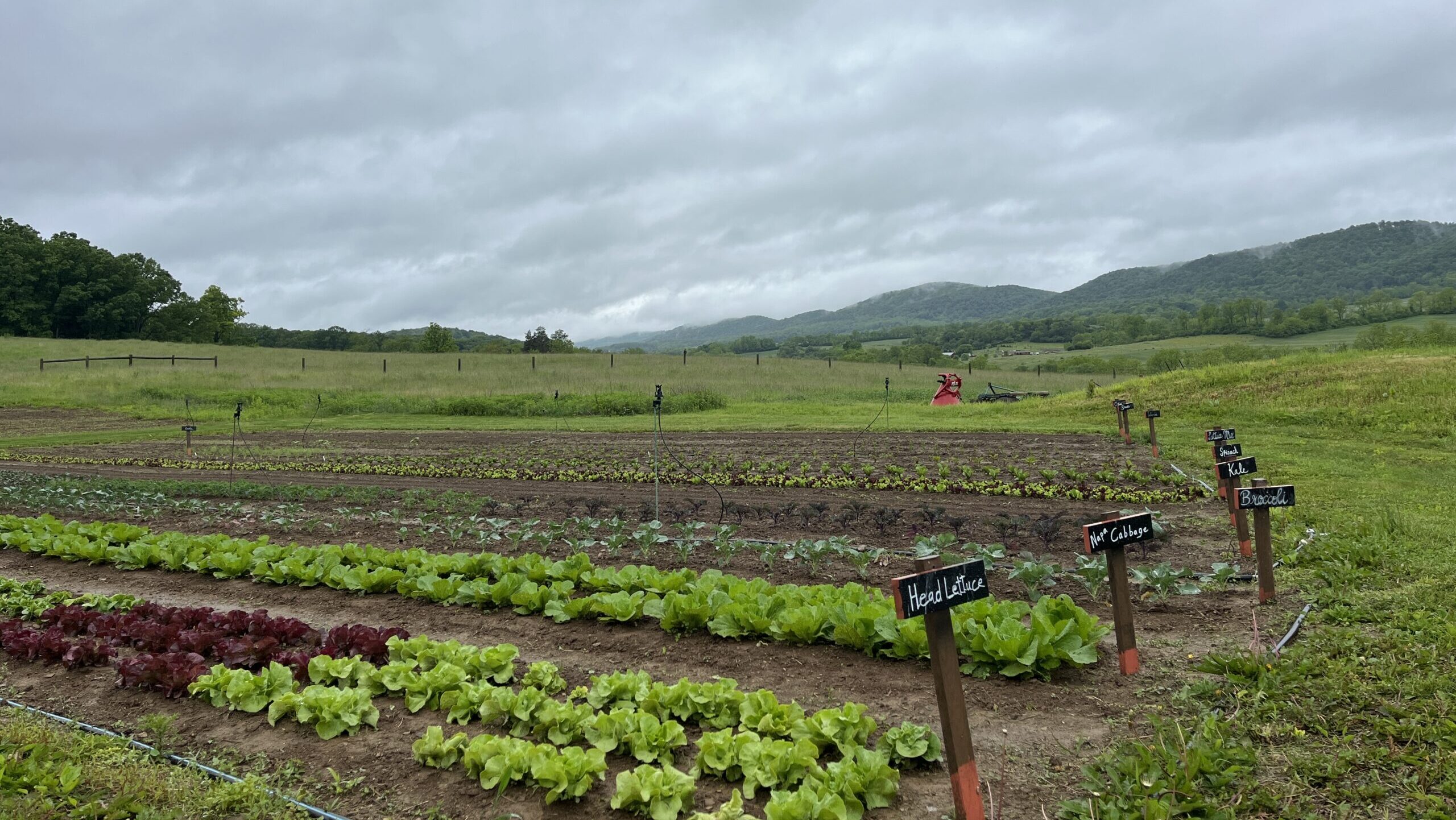 Rows of crops marked with wooden signs under a cloudy sky.