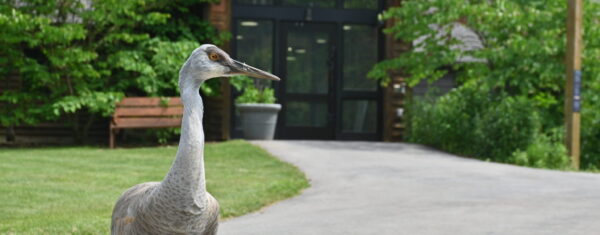 A gray sandhill crane stands on a path in front of a wooden building.