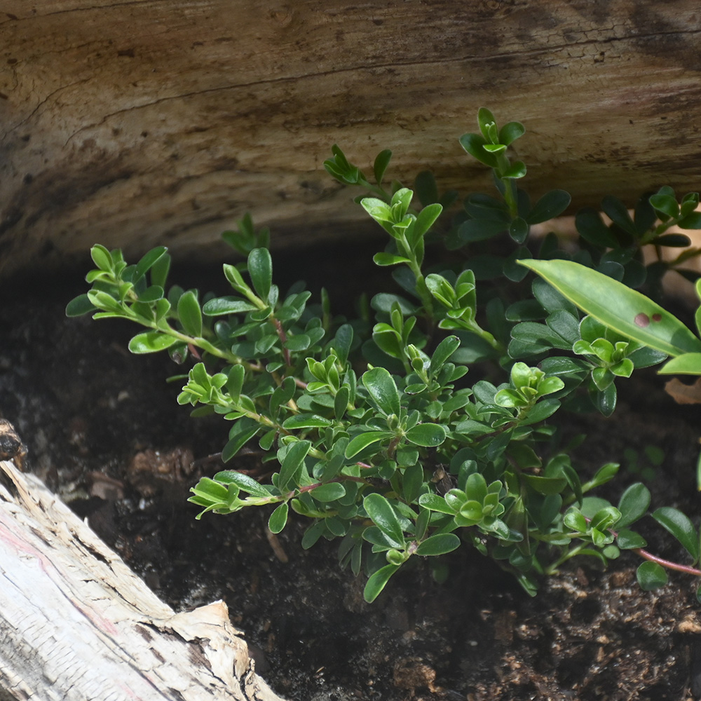 Bear berry