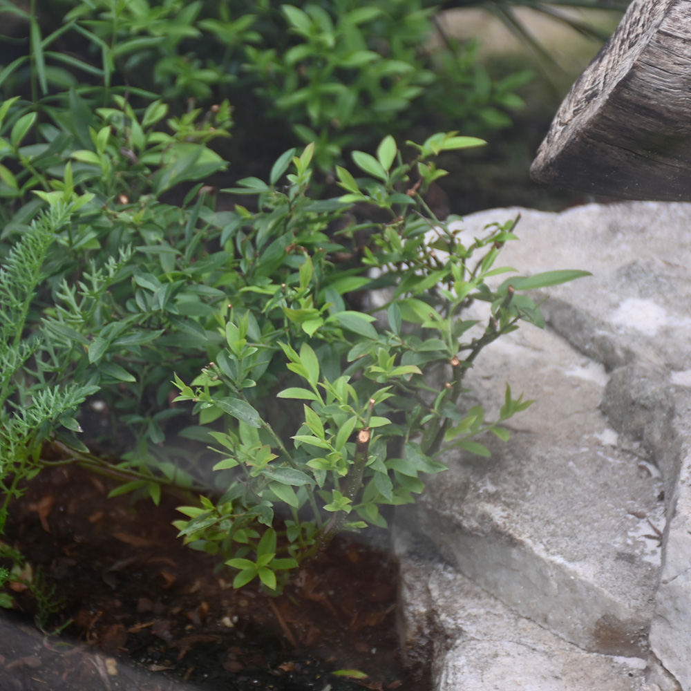 blueberry bush