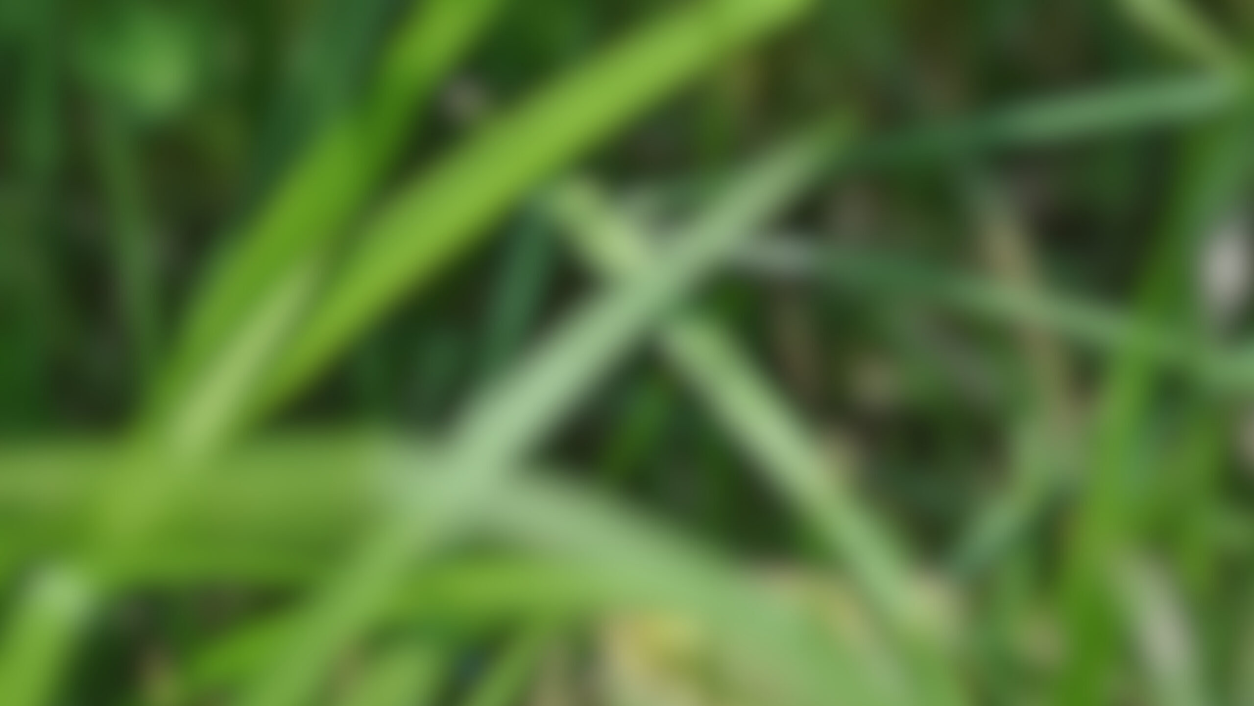 Common Sedges of Pennsylvania: Two-Day Workshop