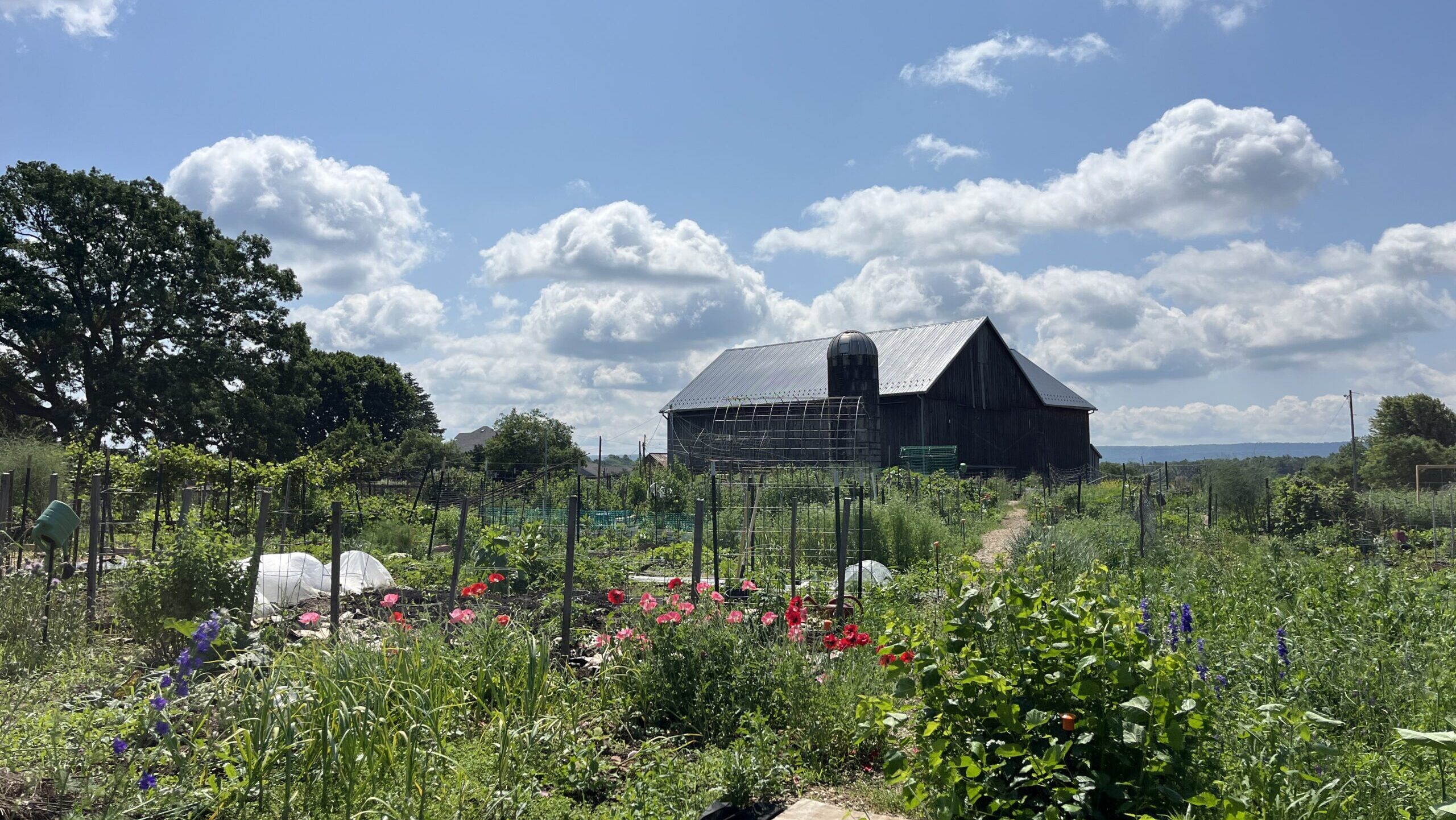 A green garden with a big barn in the background under a blue sky with large white clouds.