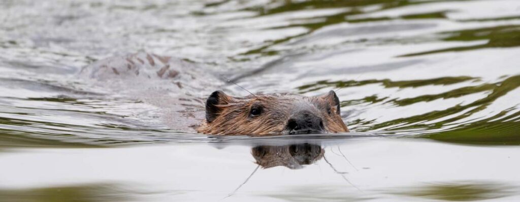 A beaver swimming in the water
