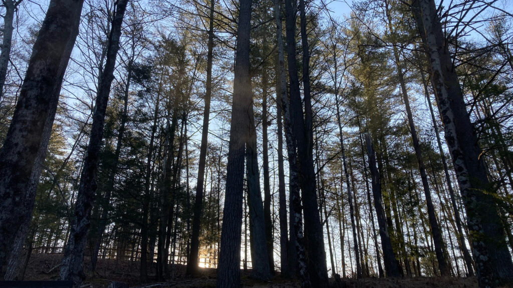 Tall trees