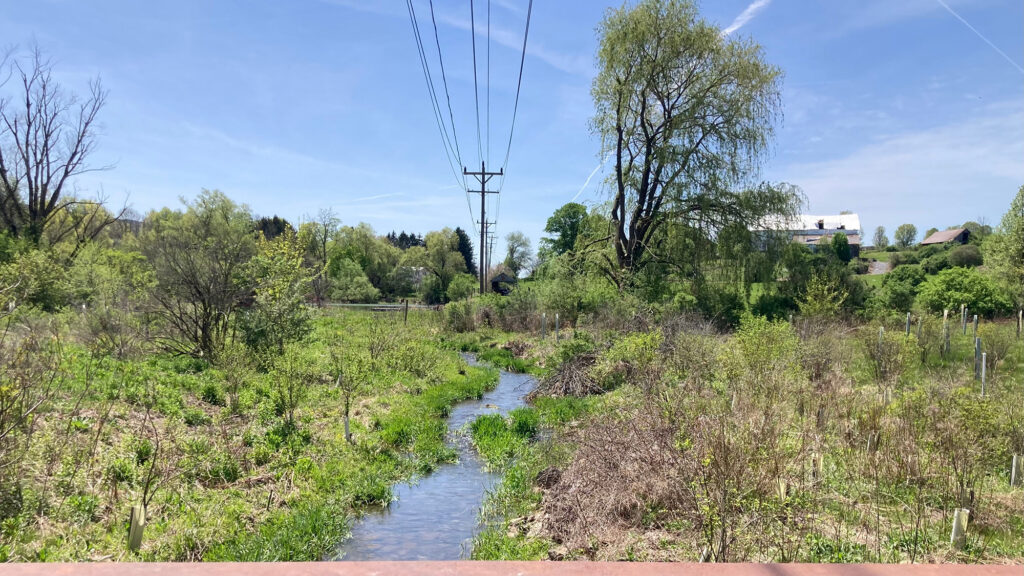 A small stream with young saplings planted along it