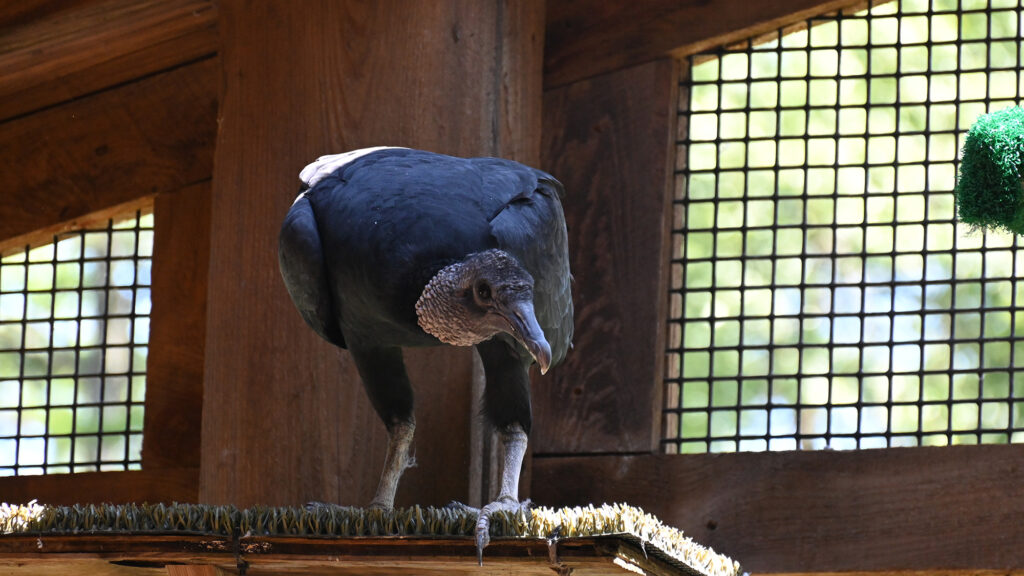 Matilda the Black Vulture standing on her perch