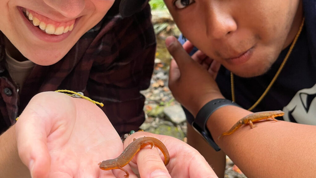 Two people holding orange newts