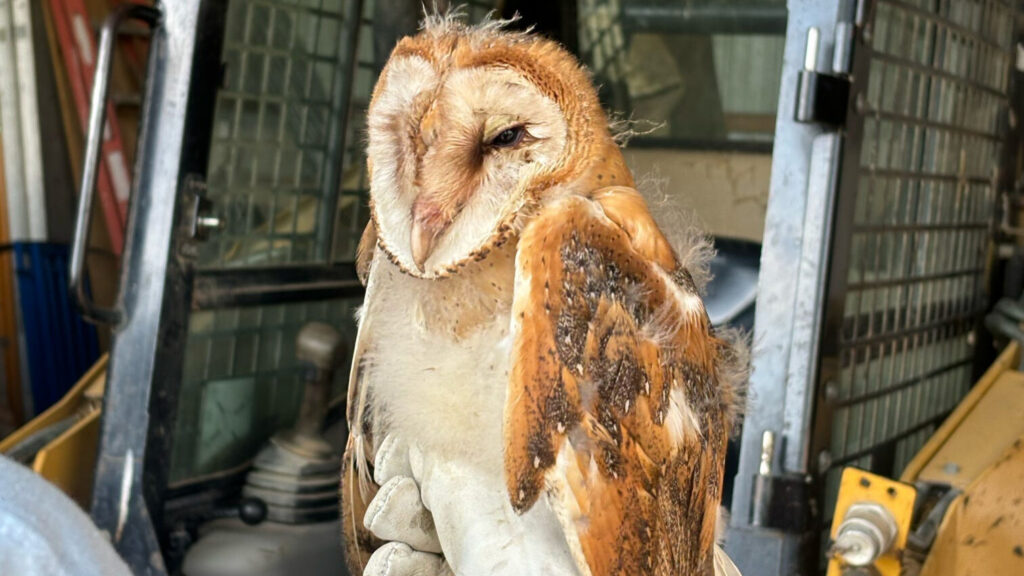 Closeup of a young barn owl perched on a gloved hand while getting checked and banded