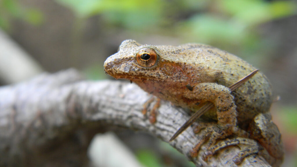 Tree frog on a branch