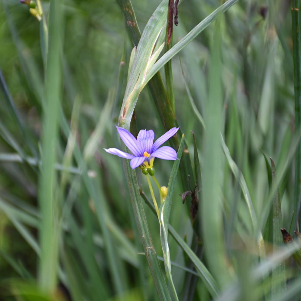 A small blue flower on blue-eyed grass