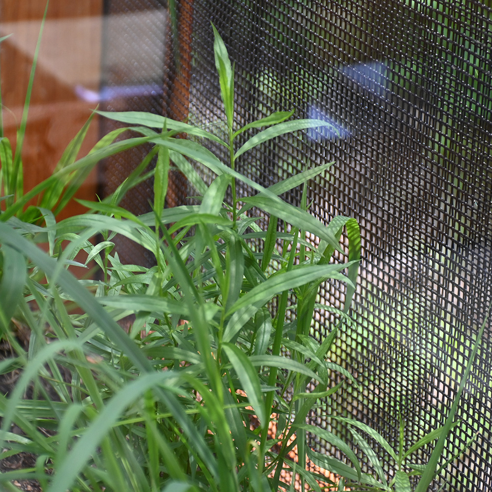 Broomsedge growing in front of flat-top goldenrod
