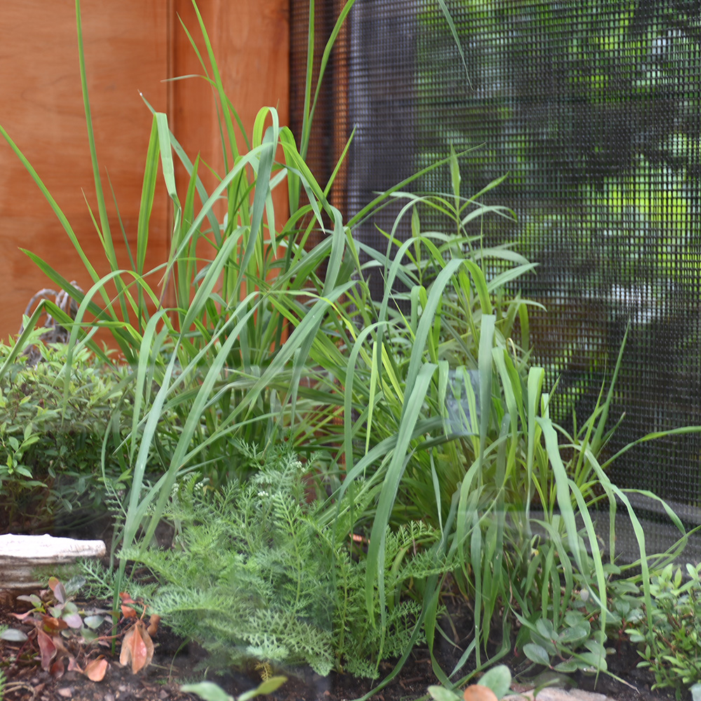 Broomsedge growing behind yarrow in an enclosure