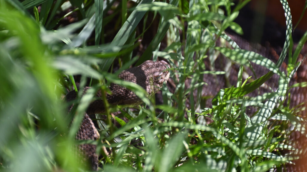 Gadsden the timber rattlesnake hides among grasses in the new ridgetops exhibit