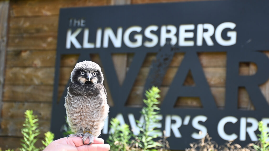 Pip the Hawk Owl in front of Klingsberg Aviary sign
