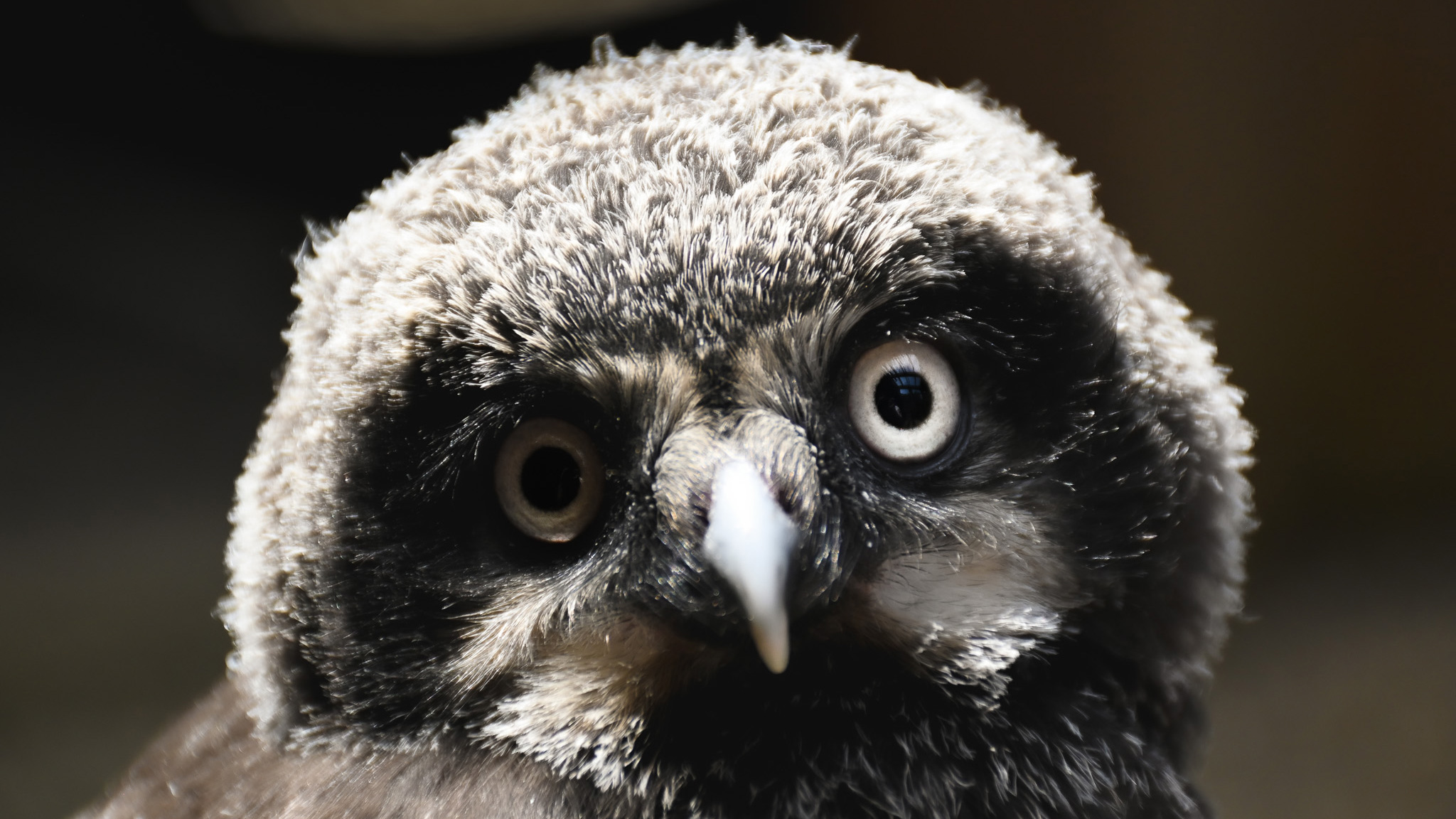 Pip the Hawk Owl