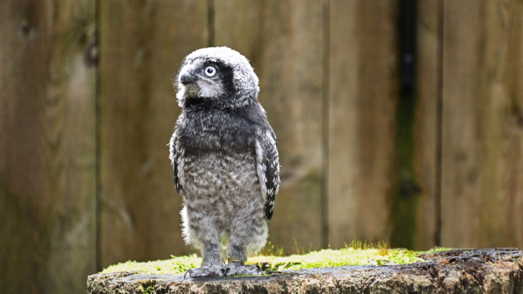 Pip the Hawk Owl