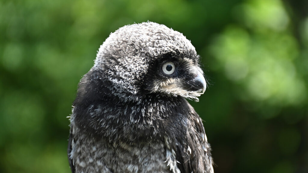 Pip the Hawk Owl