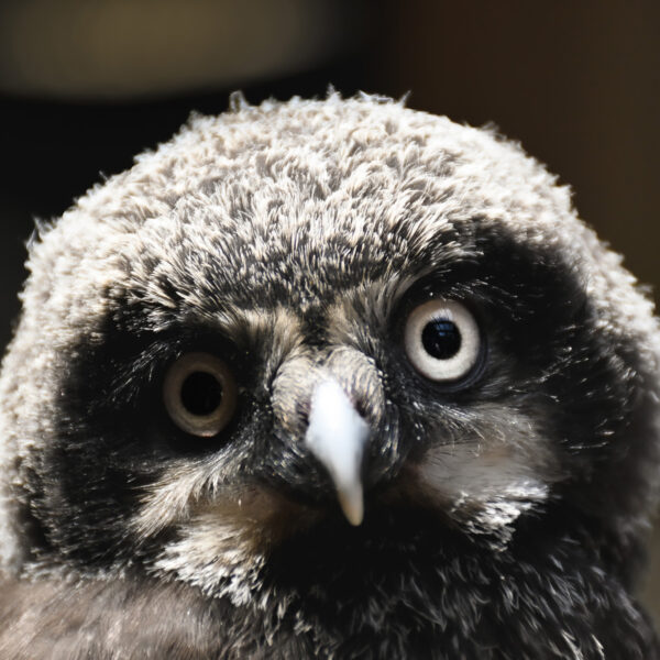 A closeup of baby Pip the Hawk Owl