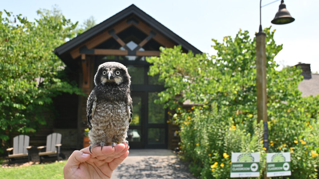 Pip the Hawk Owl perched on a hand