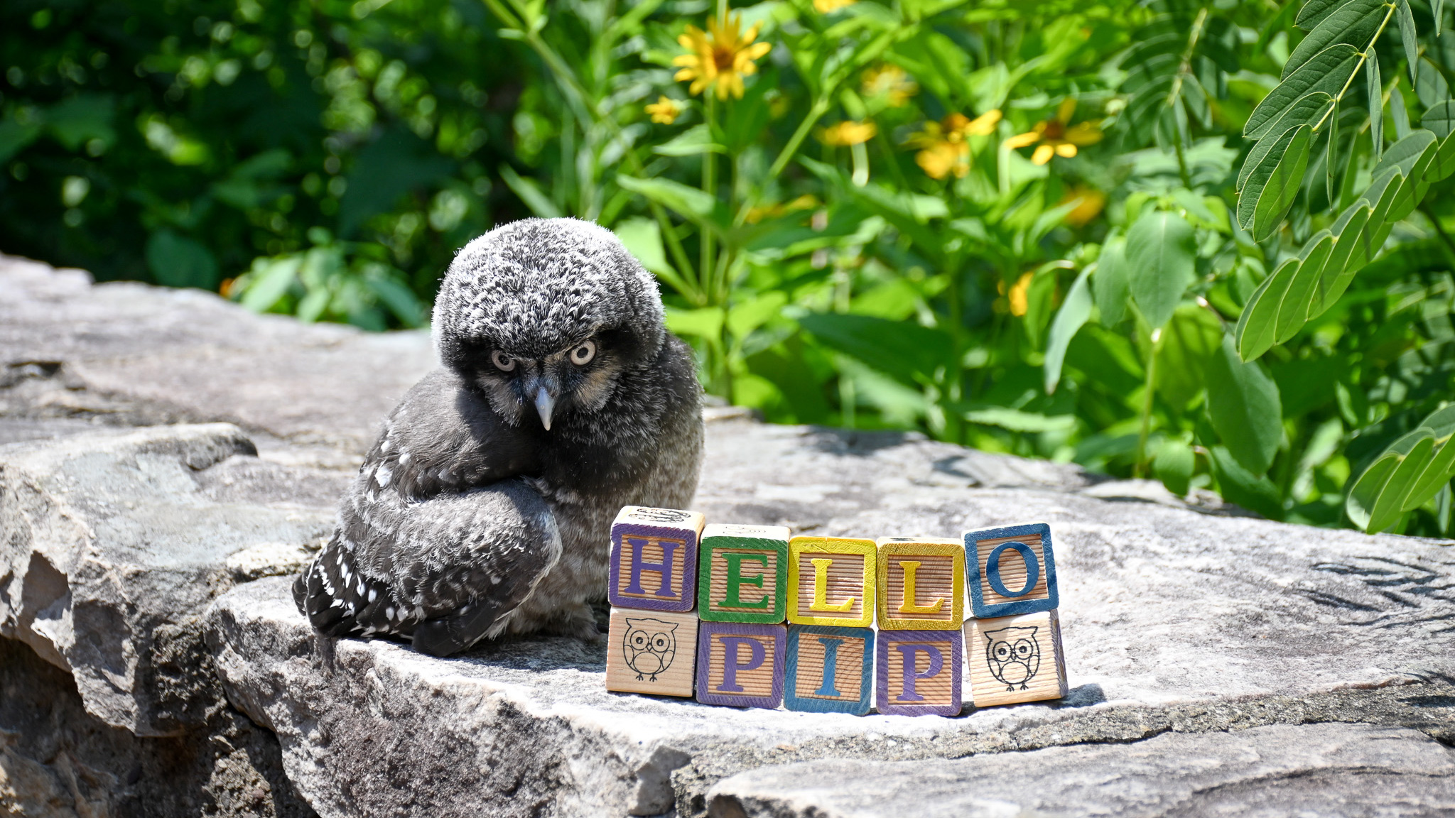 Pip the Hawk Owl next to blocks of letters spelling Hello Pip