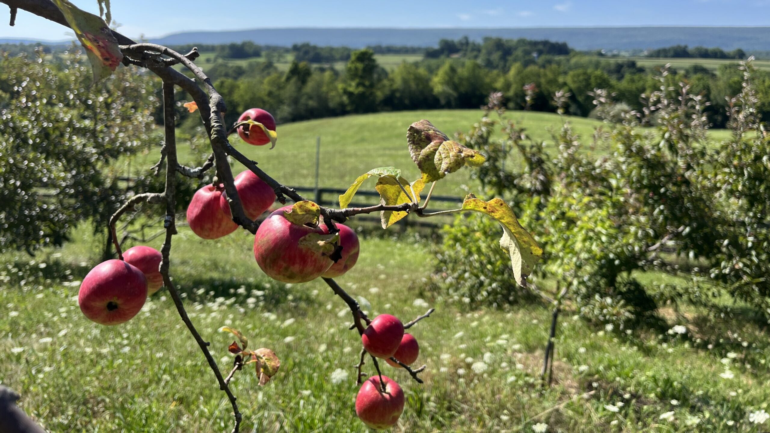 Bright red fruit on a branch with a sprawling field and forest in the background.