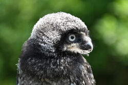 Pip the Hawk Owl