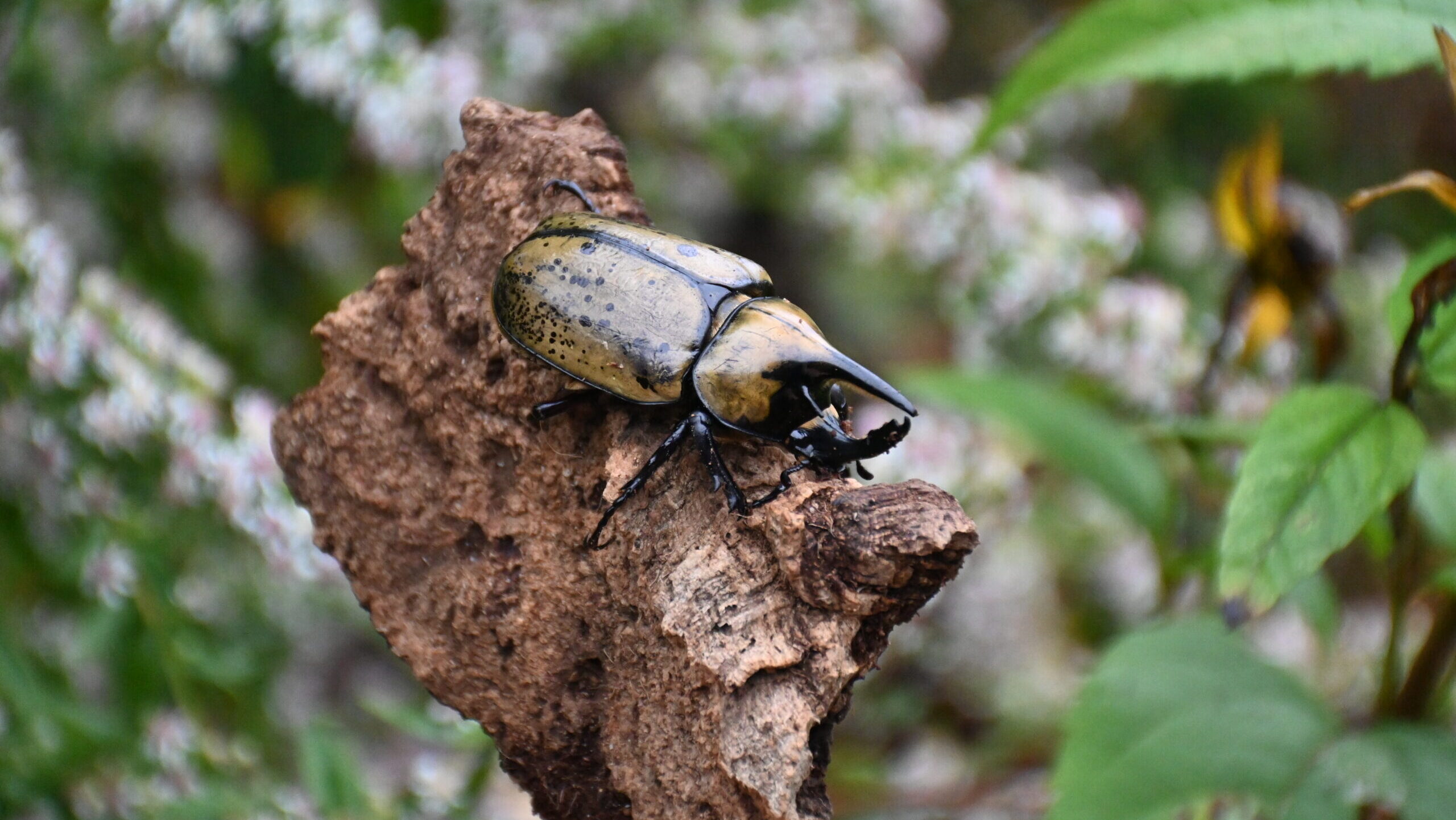 A large, light green beetle with a dark horn sits on a piece of tree bark with a green backgound.