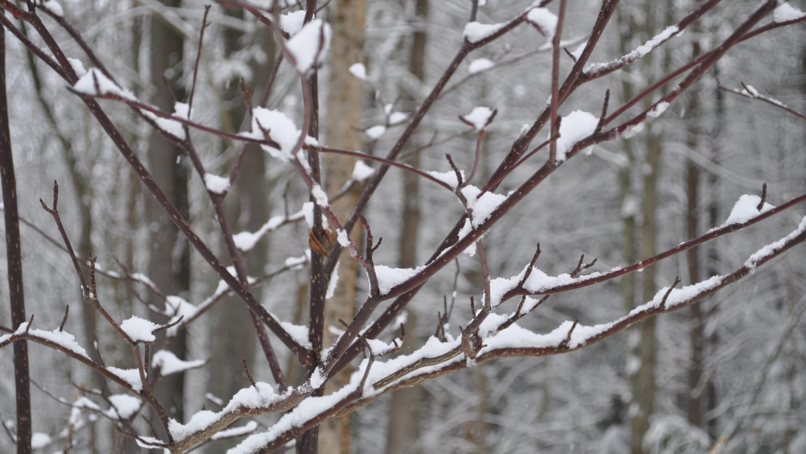 Branches of a bare tree covered in snow