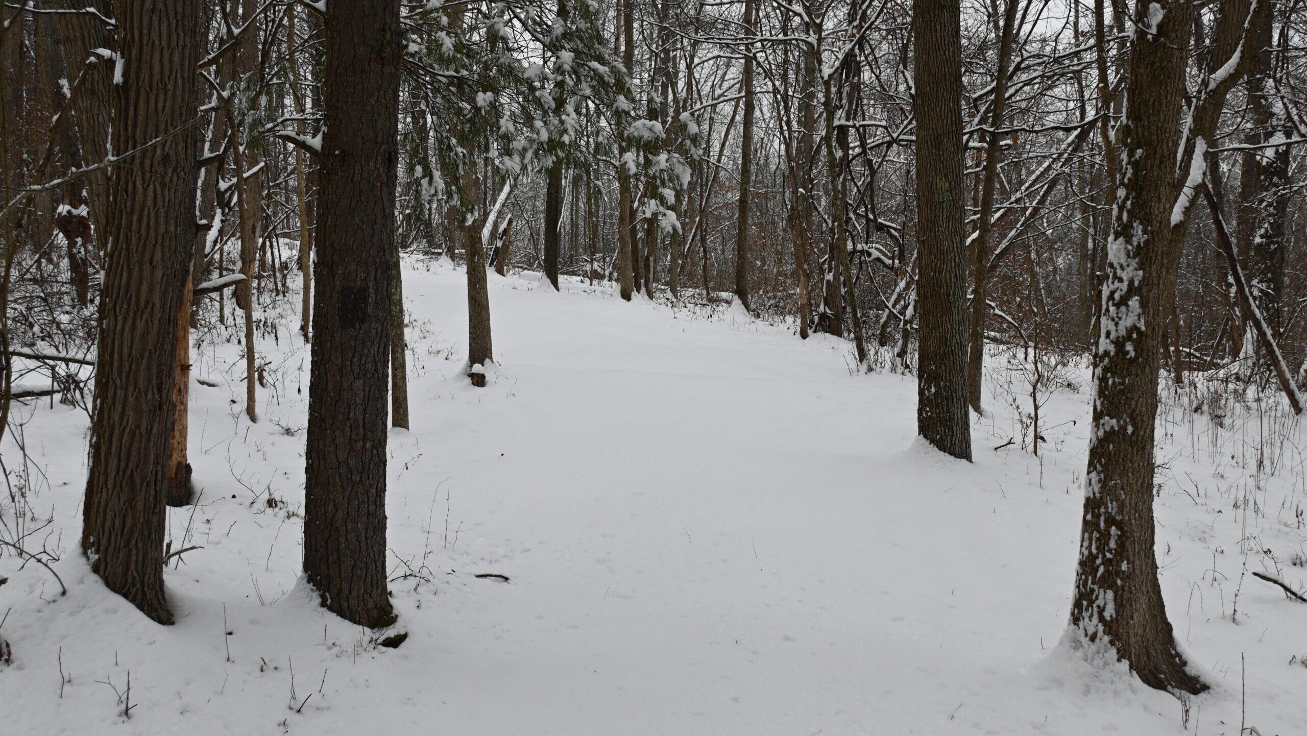 Community Nature Journaling