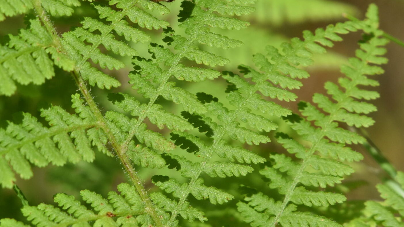 Bright green ferns