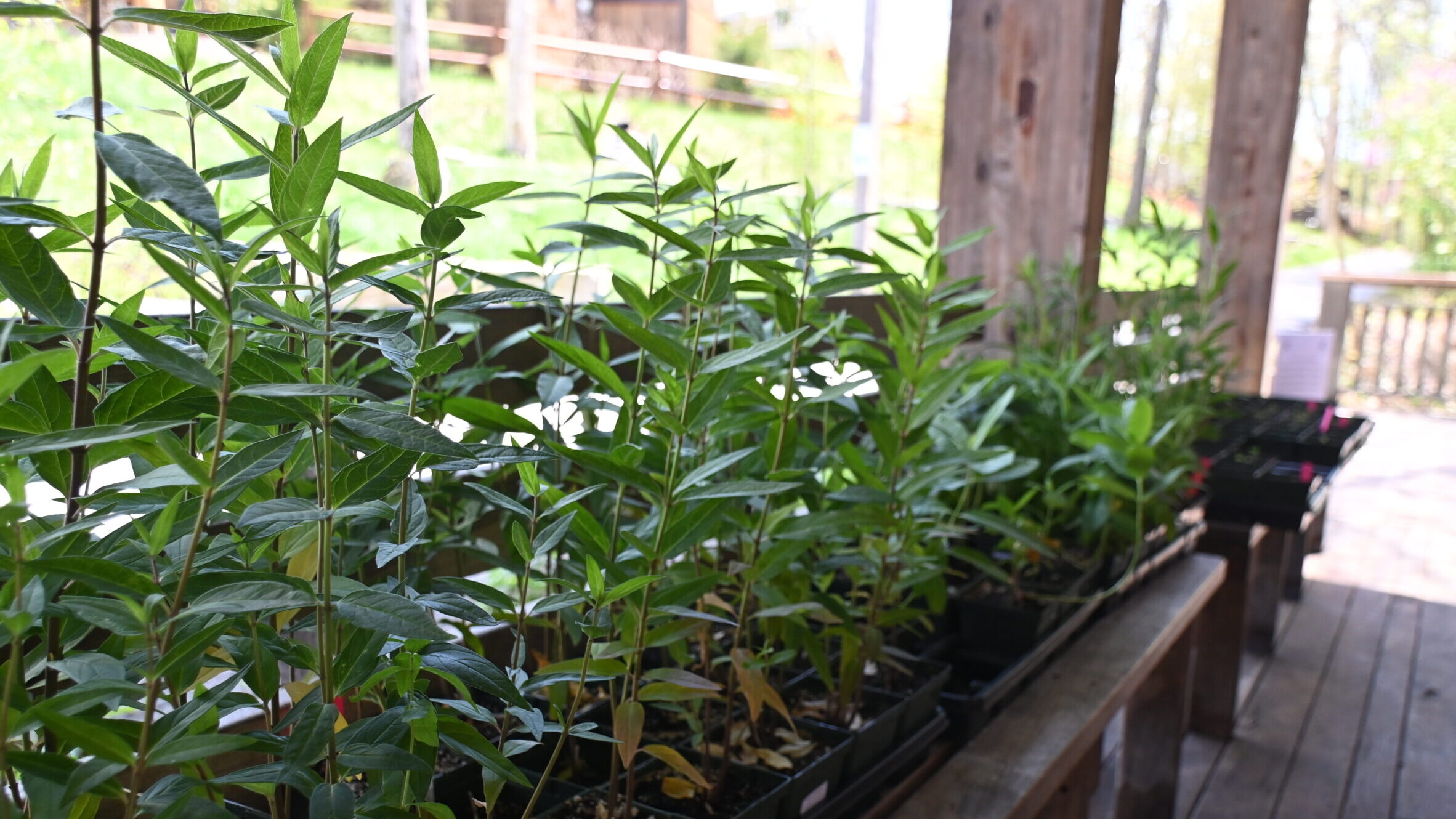 A row of tall green plants sit on a bench under a covered porch