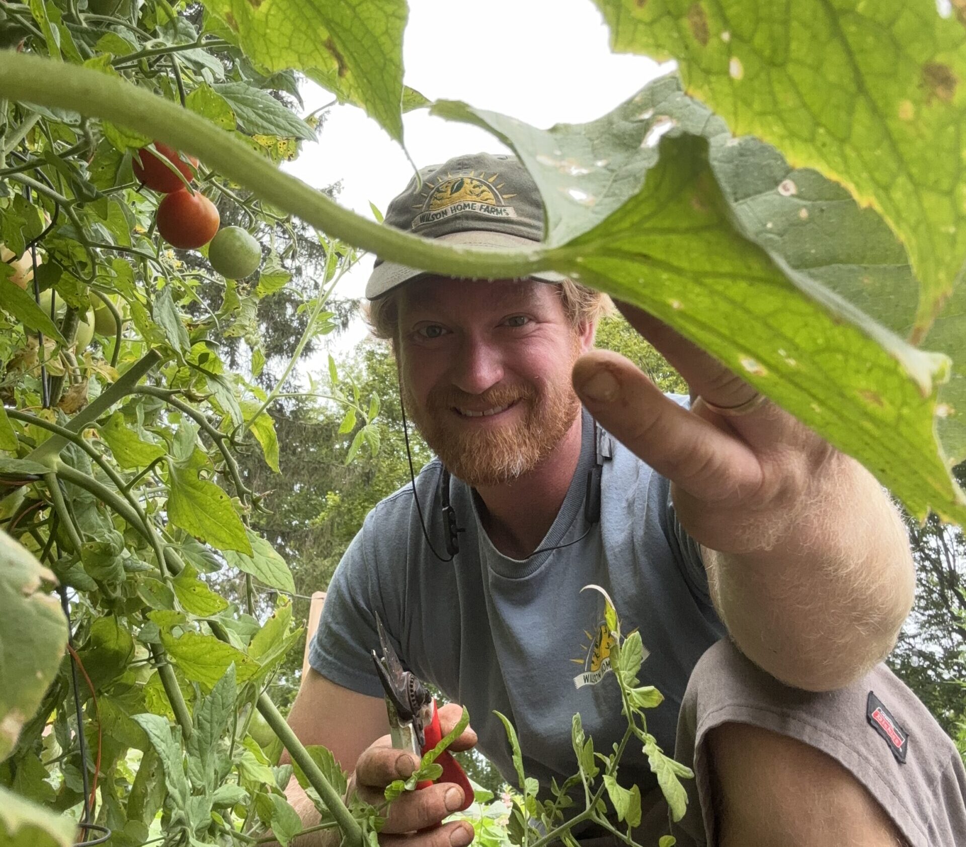 Woody peeking through the leaves of tomato and squash plants.