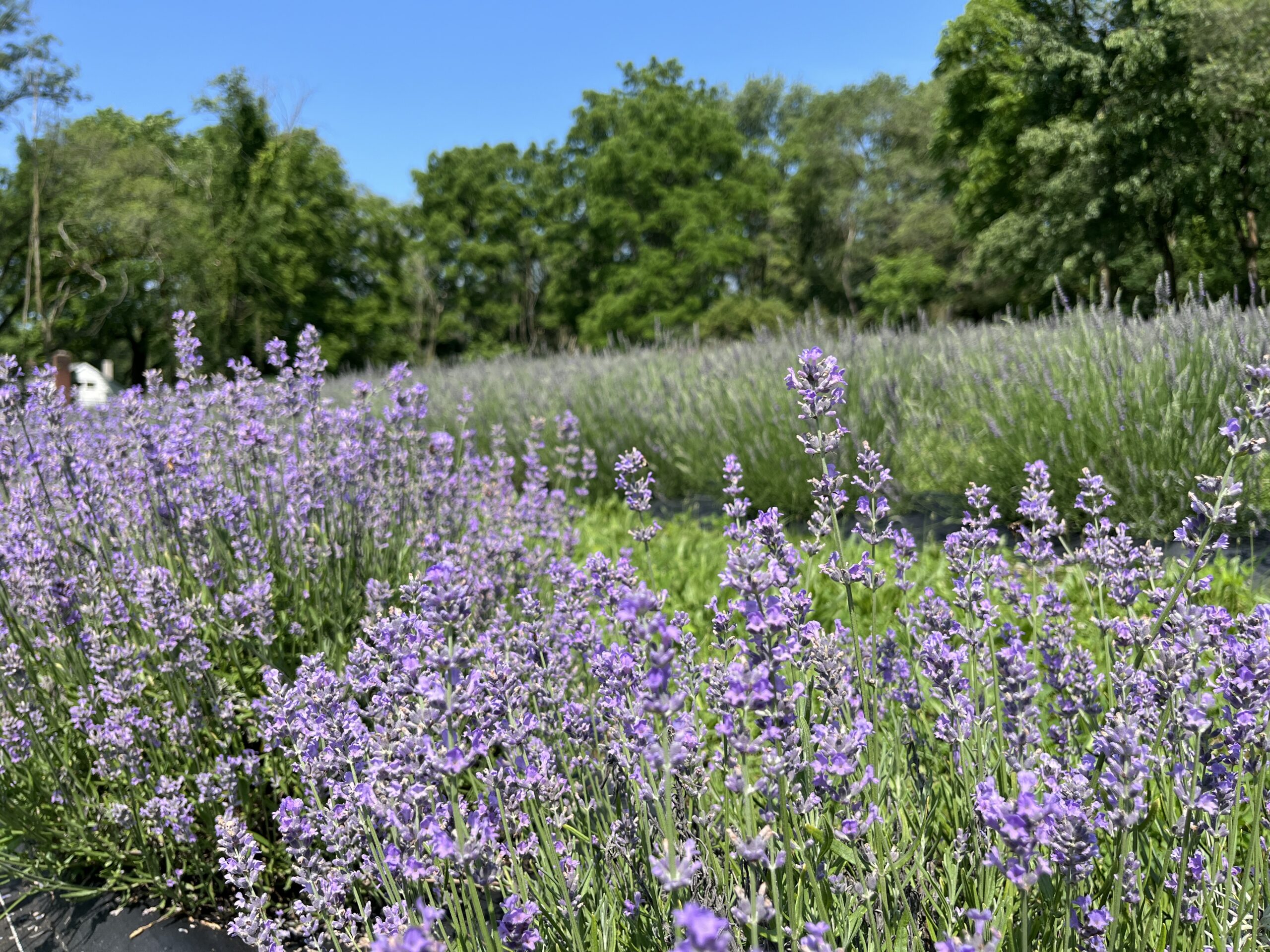 A field of purple lavender with green grass in the background