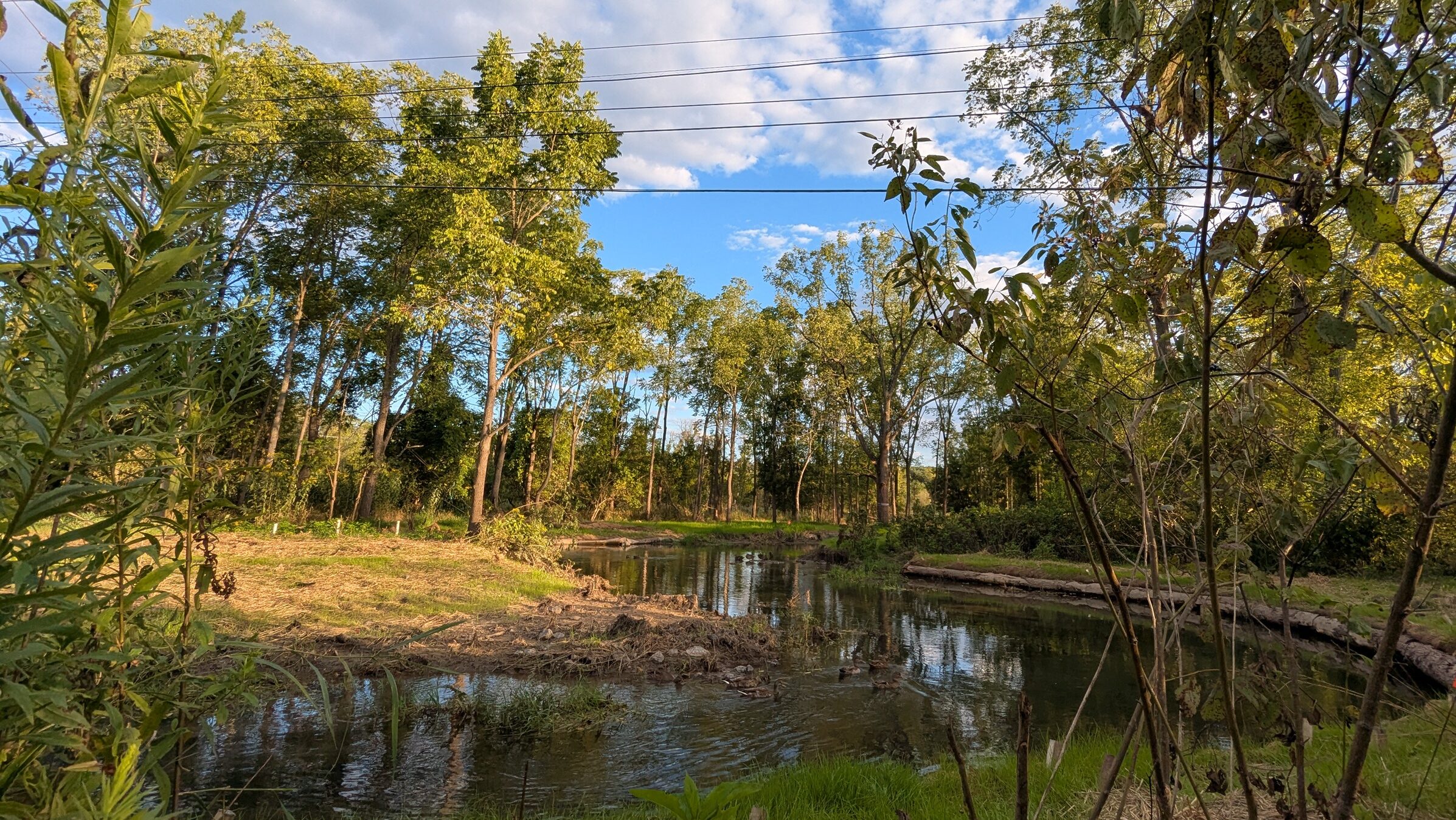 A stream cutting through a forest with tall trees and a blue sky in the background