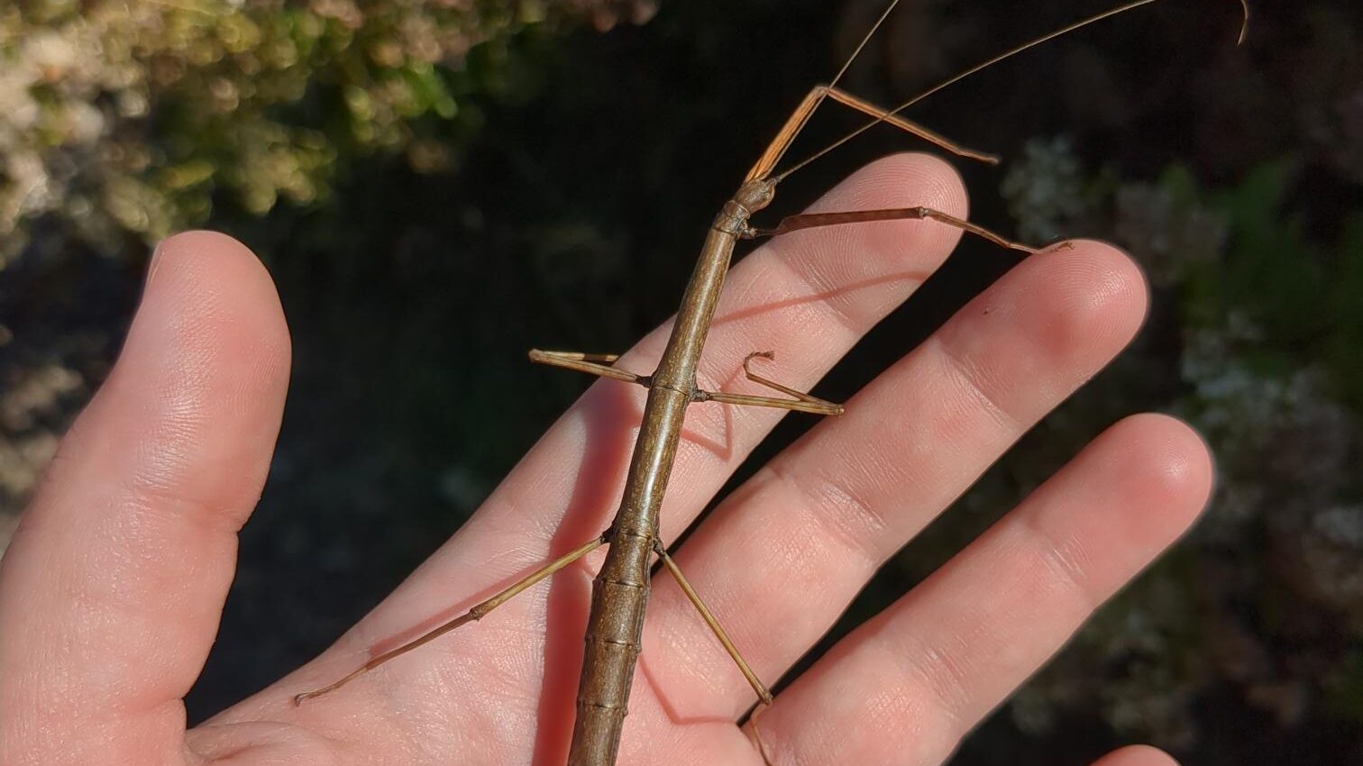 A hand holding a brown stickbug