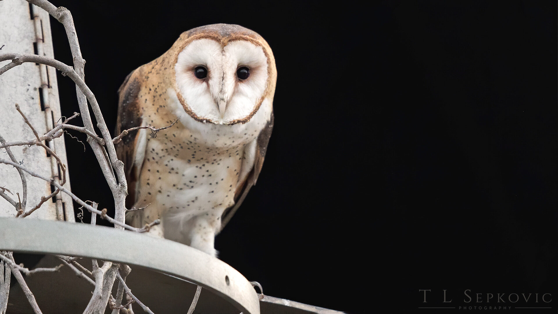 A barn owl with a white face and a light brown head and feathers perches next to a tree and stares towards the camera with a black sky in the background