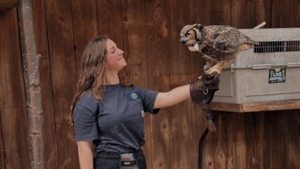 Brooke with a Great Horned Owl perched on her gloved hand.