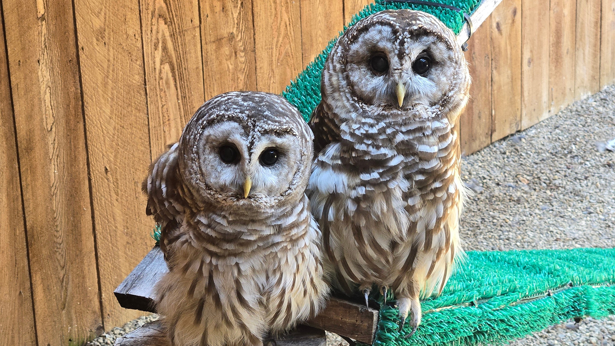 Two barred owls, Cook and Jerudi, sit side by side in their enclosure.