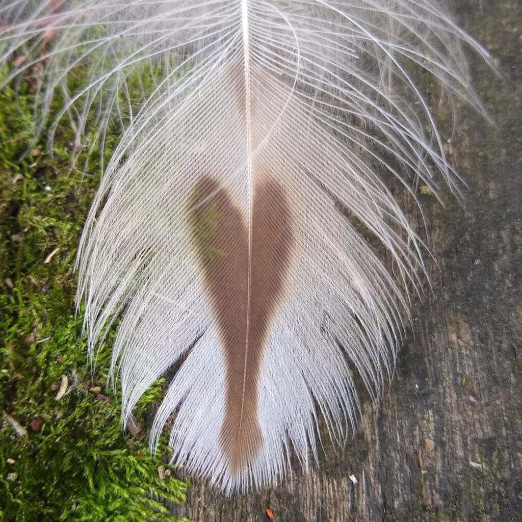 A creamy white feather that has a brown heart shaped area on the tip.