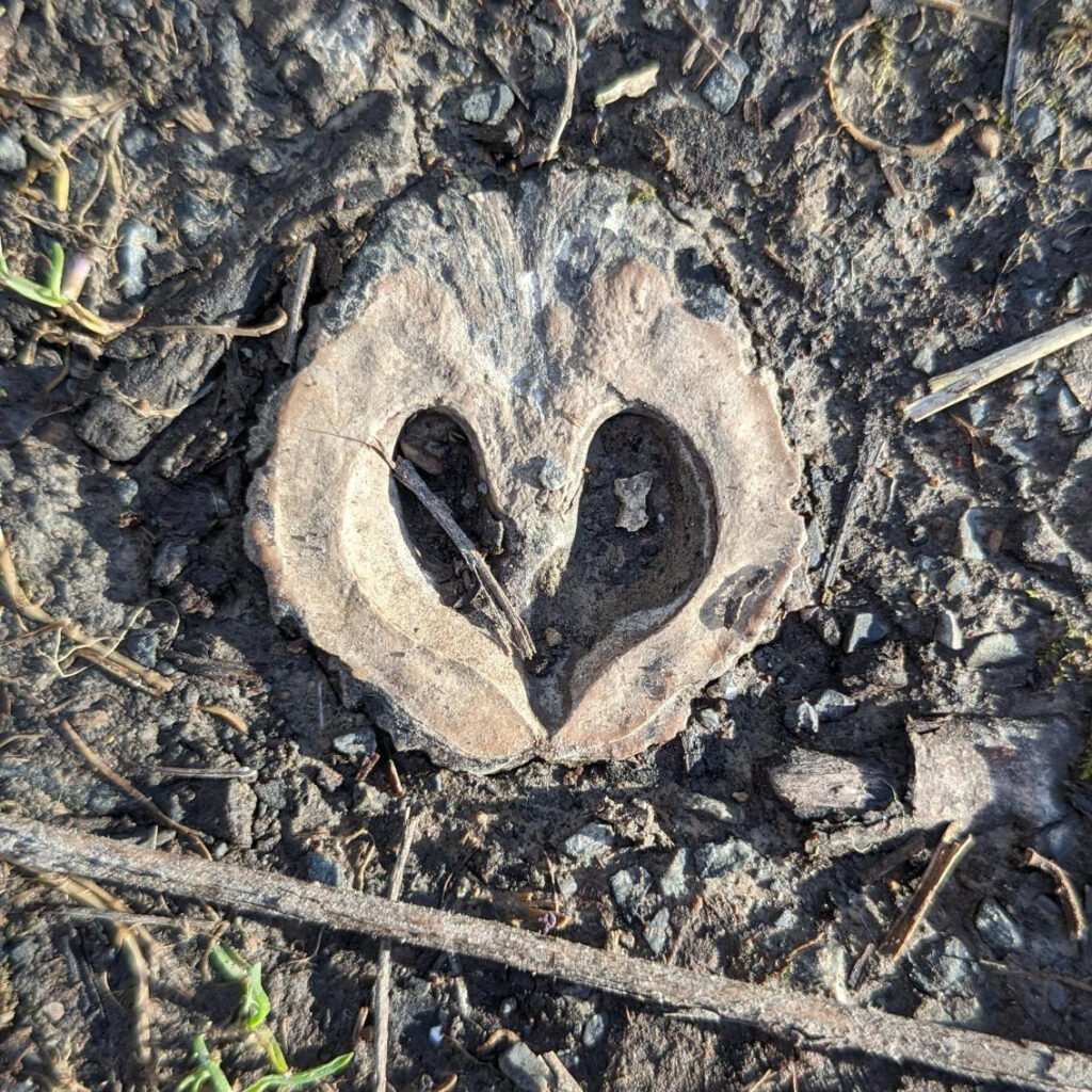 Half of a walnut, displaying a heart-shaped inside