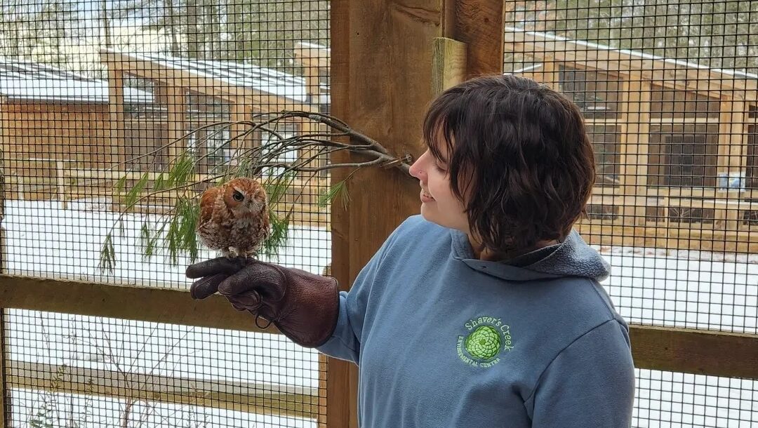 Katie with a captive Screech Owl perched on her gloved hand.