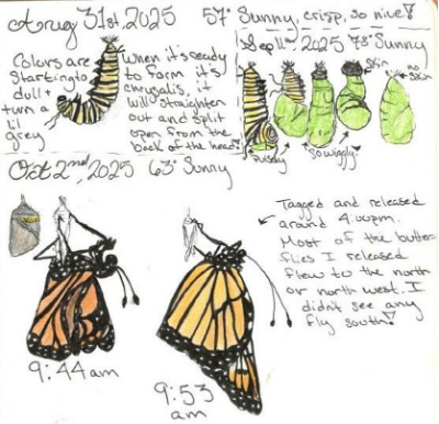 Nature journal showing butterfly emerging from cocoon.