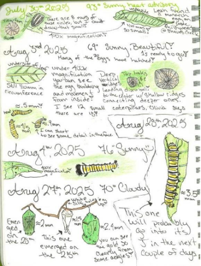 Journal showing the progression of monarch butterfly growth.