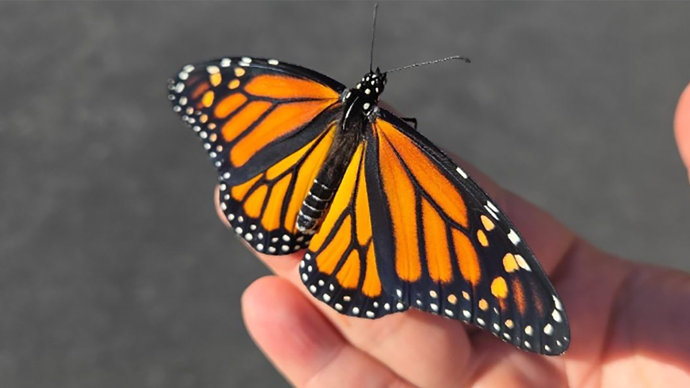 A female monarch butterfly perched on a person's finger.