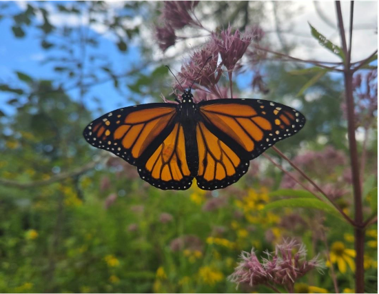 Monarch butterfly with small tracking sticker visible on wing