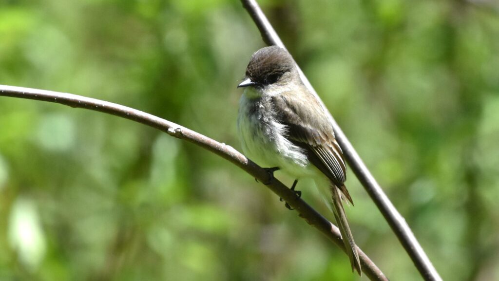 A small gray bird perches on a branch with a lush green background.