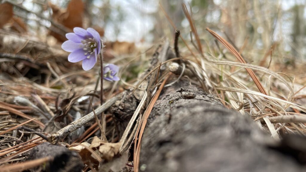 A small purple flower blooms among brown grass.